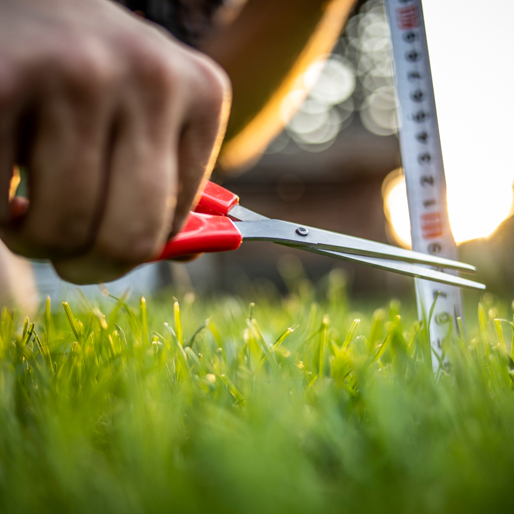 Person measuring grass with a ruler and trimming it evenly with scissors.